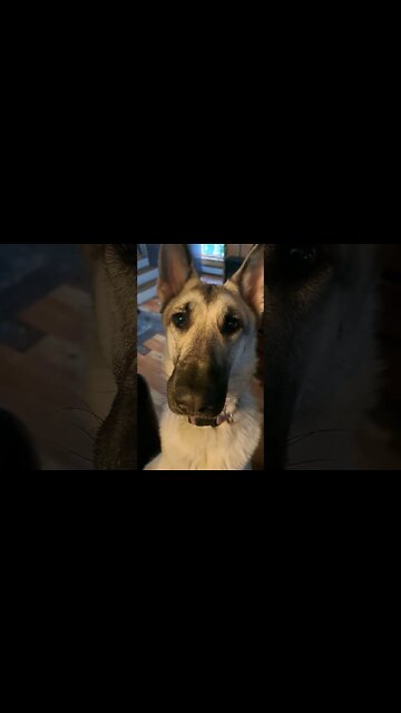 you can't eat the cat