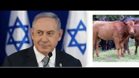 Prophecy Alert: "Netanyahu & the Red Heifers"