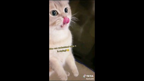 Prank with angry cats🤣