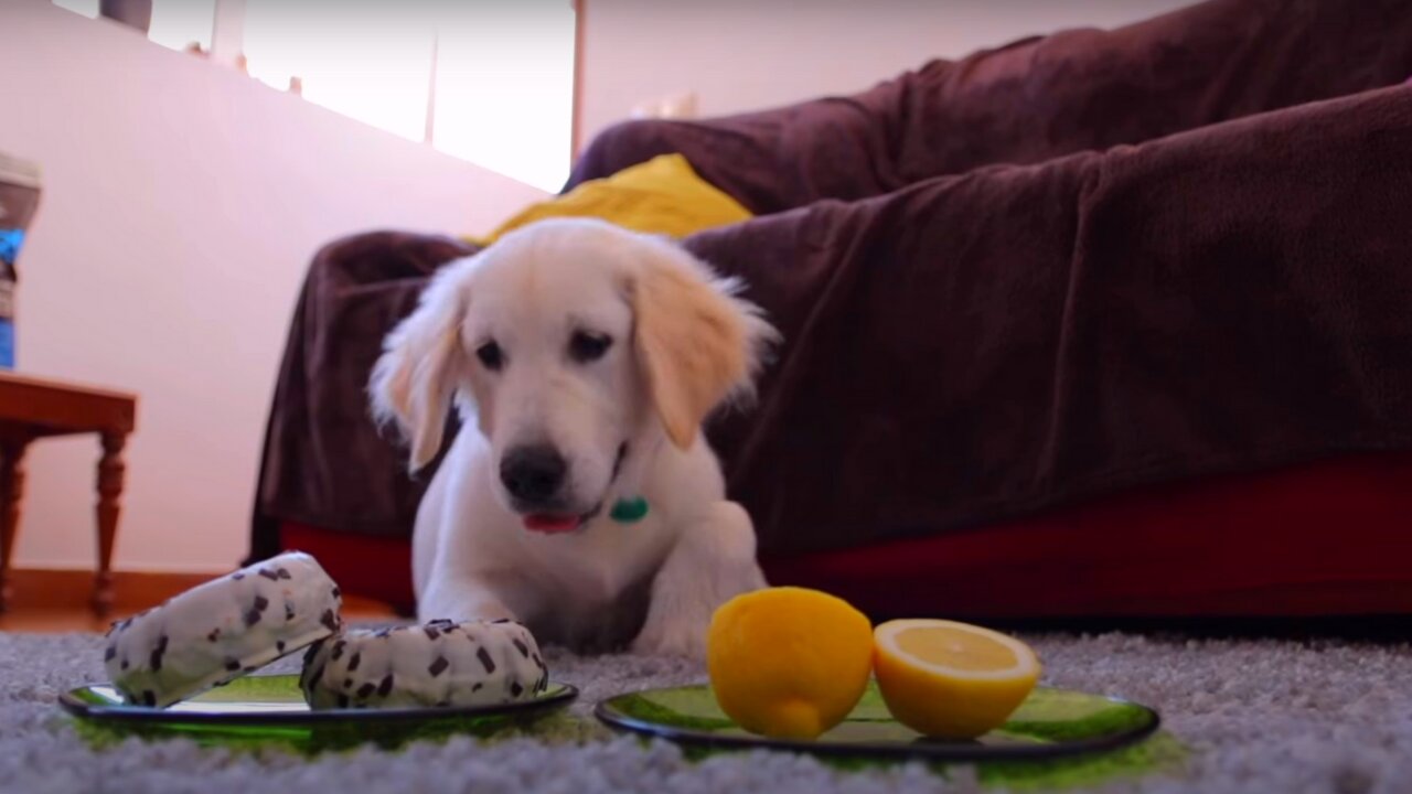 How a Golden Retriever Puppy Reacts Differently to Donut and Lemon