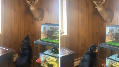 Rottweiler humorously barks at deer head on the wall