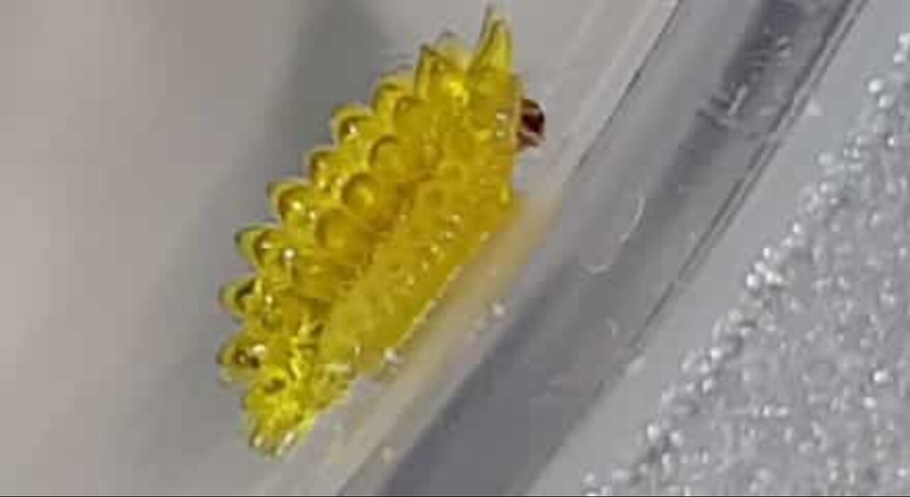 Inseto fluorescente filmado em Singapura