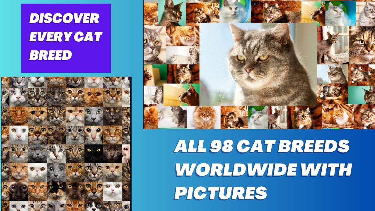 Discover Every Cat Breed: A Complete A-Z Guide with Pictures (Featuring All 98 Breeds Worldwide