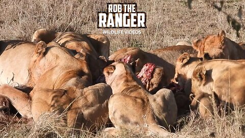 Lion Pride Feast On Wildebeest | Maasai Mara Safari | Zebra Plains