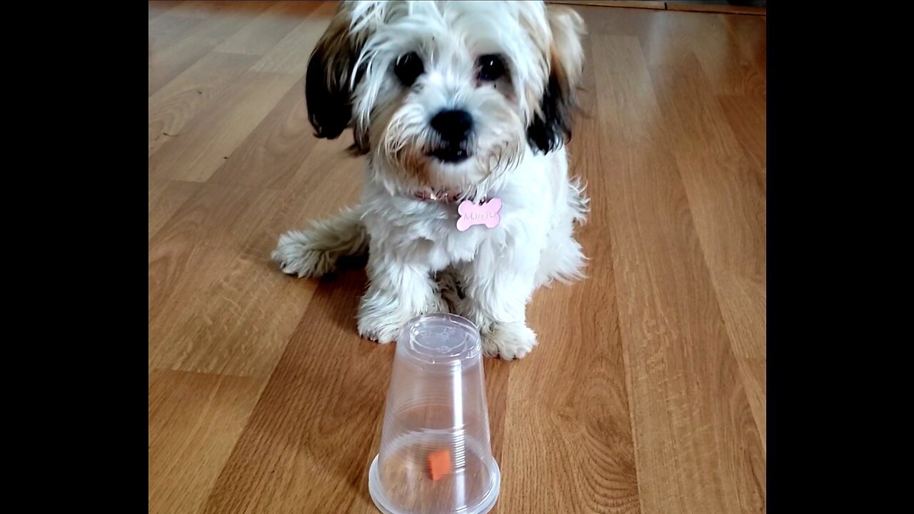 Smart puppy is stealing a treat