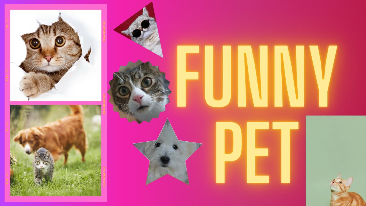 Funny pet video