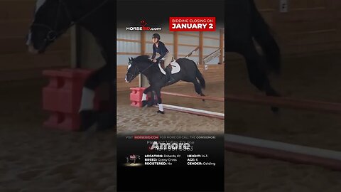 Amore -Handsome 14.3h, Gypsy cross gelding available exclusively on Horsebid.com until Janunary 2nd!