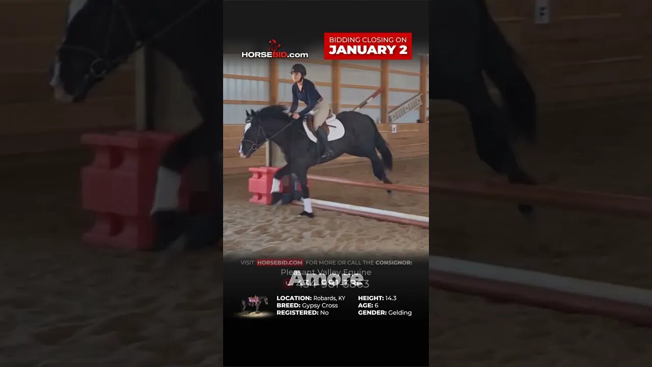 Amore -Handsome 14.3h, Gypsy cross gelding available exclusively on Horsebid.com until Janunary 2nd!