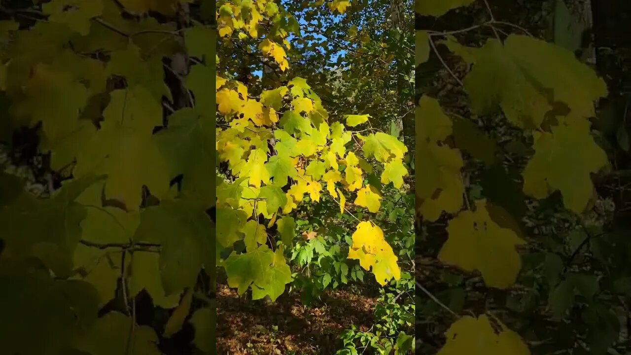 SNEAK ATTACK MOHICAN LEAVES