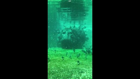 Hippos Swim Alongside Habitat Fish At Memphis Zoo