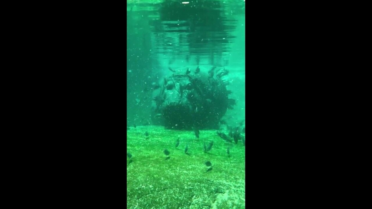 Hippos Swim Alongside Habitat Fish At Memphis Zoo