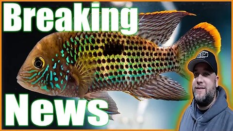 HUGE ANNOUNCEMENTS!!! Steenfott Aquatics Aquarium Live Stream