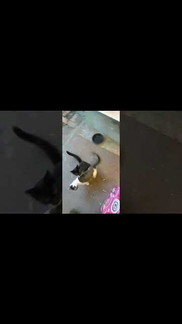 Please Let Us Have The Food...