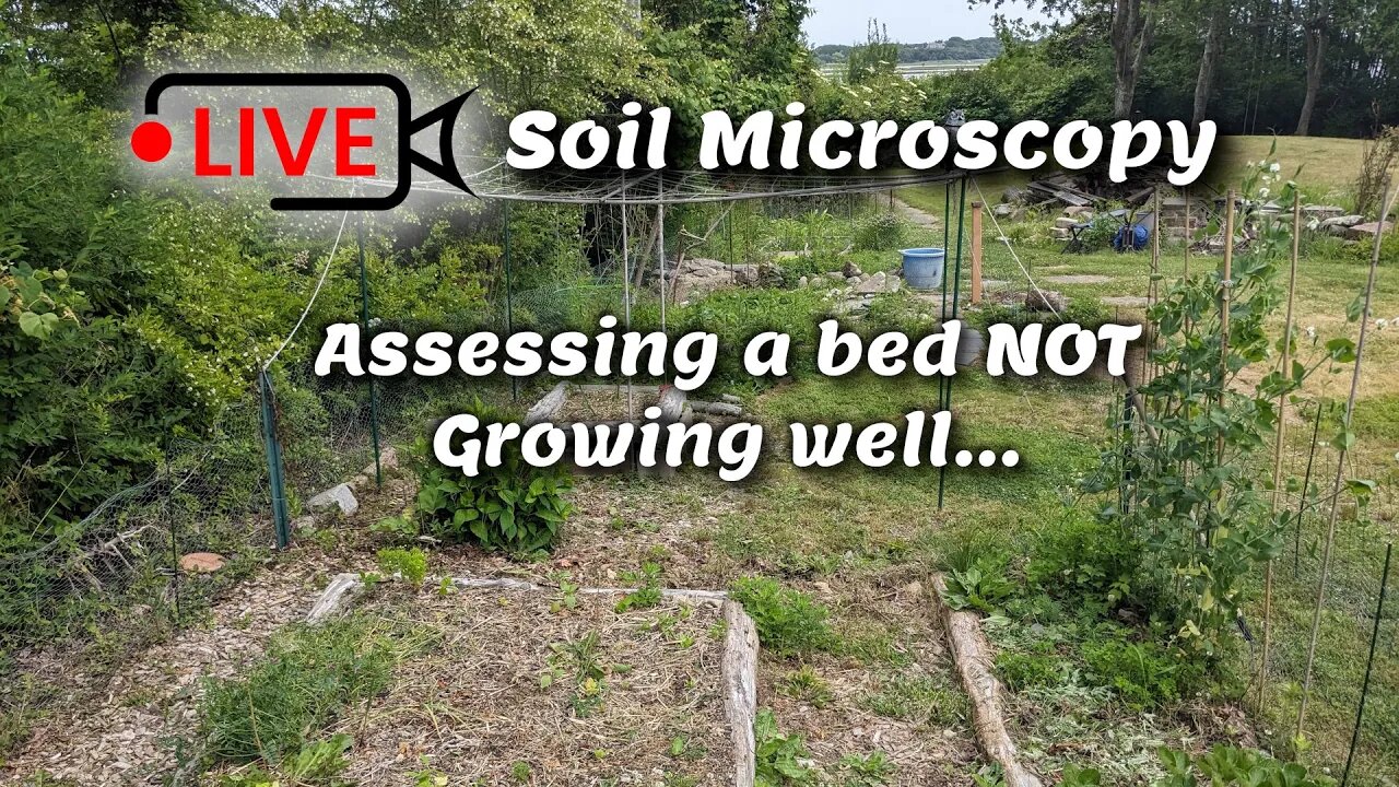 Live Soil Microscopy - Assessing a bed Not growing well... and showing my Lab test.