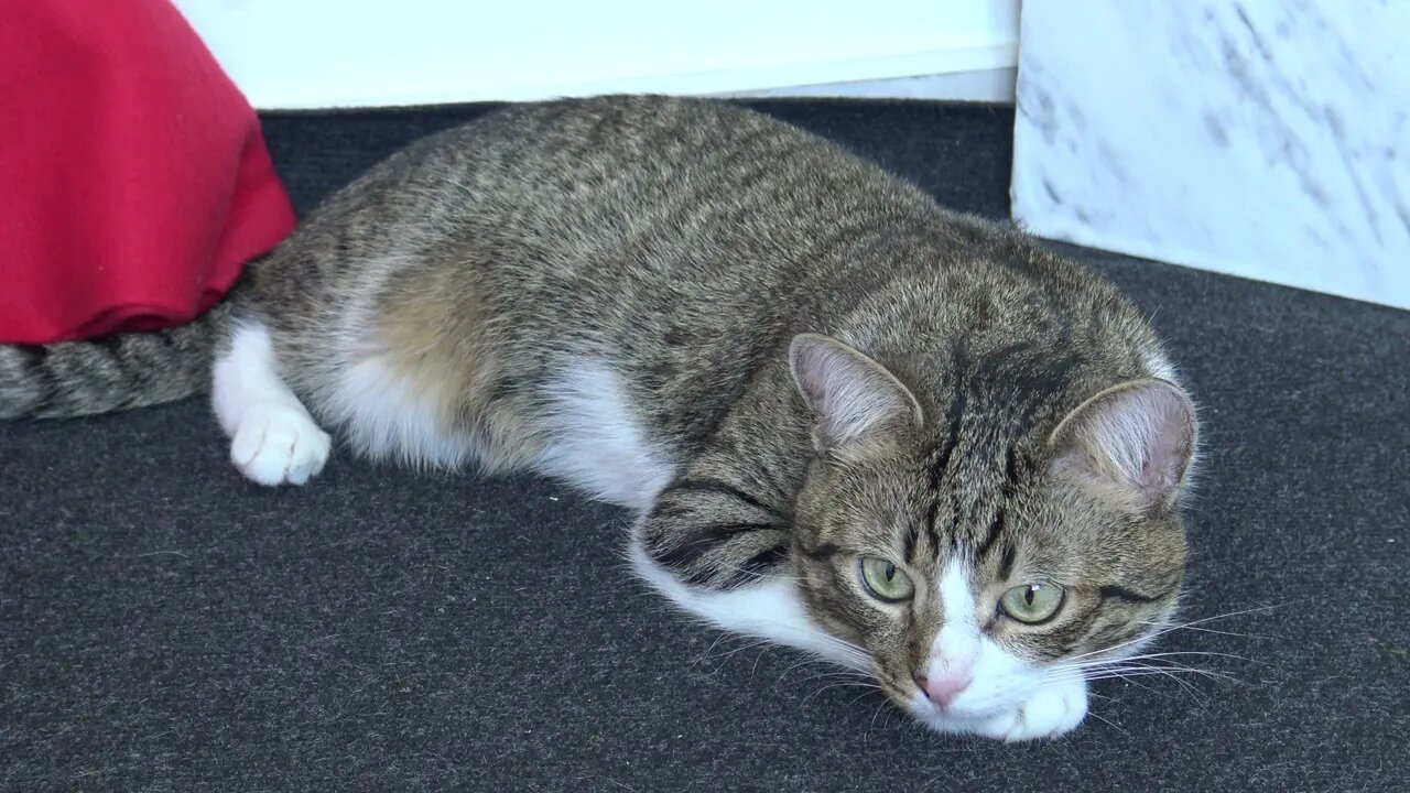 Sleepy cat Is Sitting on the Floor