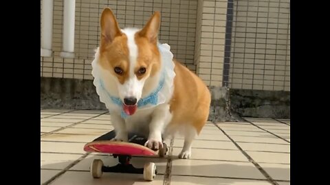 when corgi play skateboard