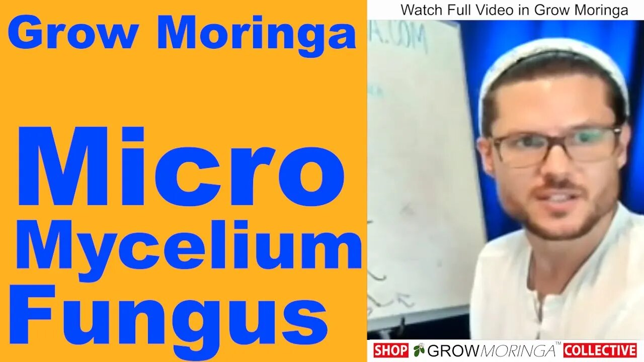 Benefits of Trimming Moringa | How To Keep Your Moringa Tree Bushy | Mycelium, Fungi Micro-organisms