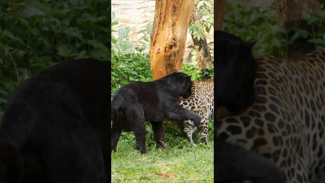 Black Panther and Leopard Play #shorts #short