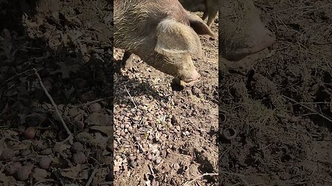 Pig Chowing Down on Acorns @UncleTimsFarm #kärnəvór #carnivore #shorts #hereford #freerangepigs