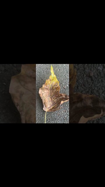 Even a leaf has a song to tell
