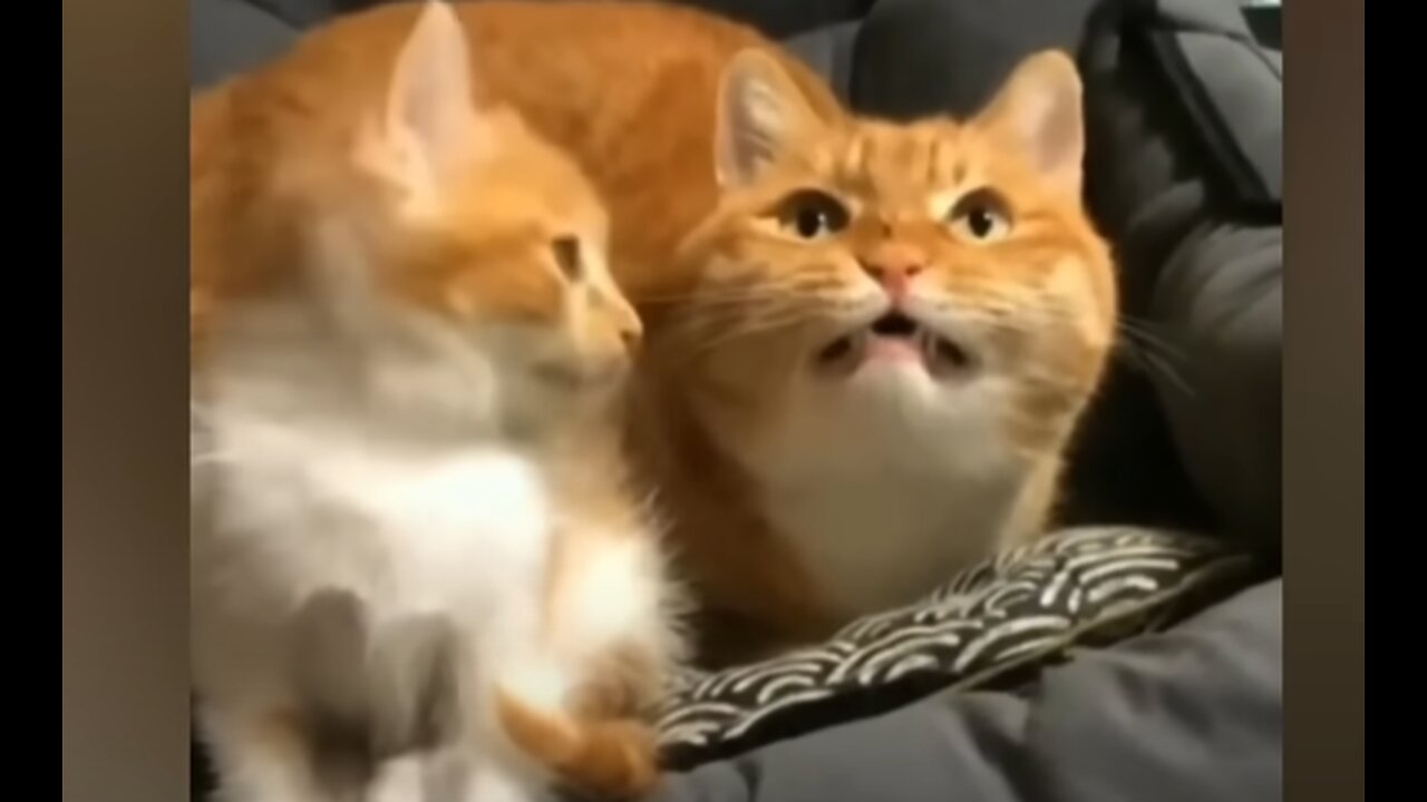 Funny Dogs And Cats #1 π
Funniest Animals Videos 2023πΆπΊ