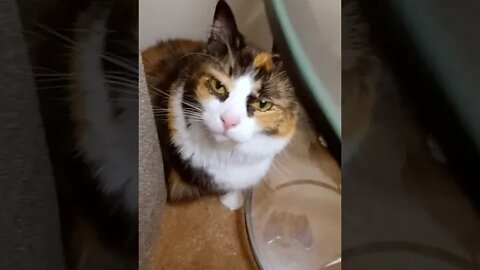 Cat Behind Couch