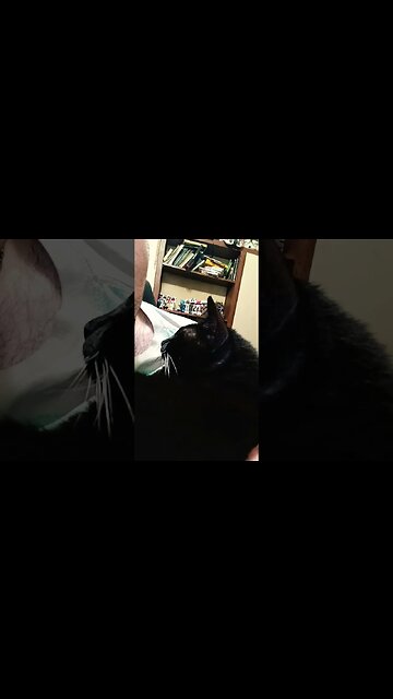 somebody sleeping #shortsfeed #kitty #cat #shortsvideo #youtubeshorts #cutekitty #catlover #cutekit