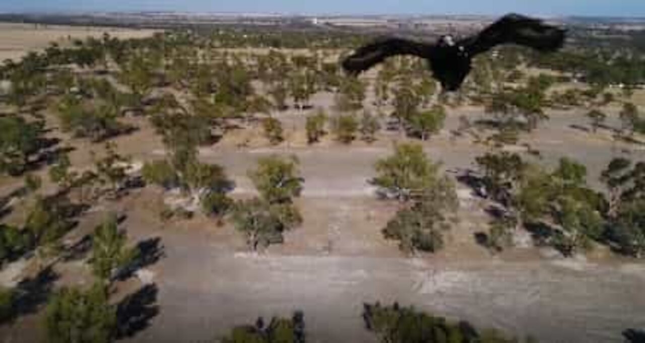 Attacco aereo! Aquila tenta di catturare il drone