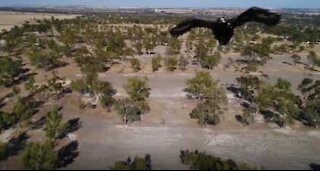 Attacco aereo! Aquila tenta di catturare il drone