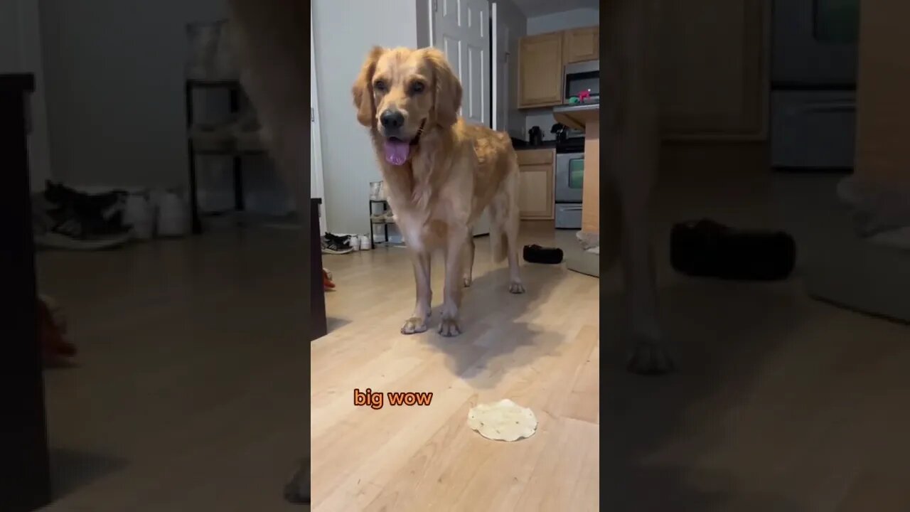 Labrador wants tortilla with meat