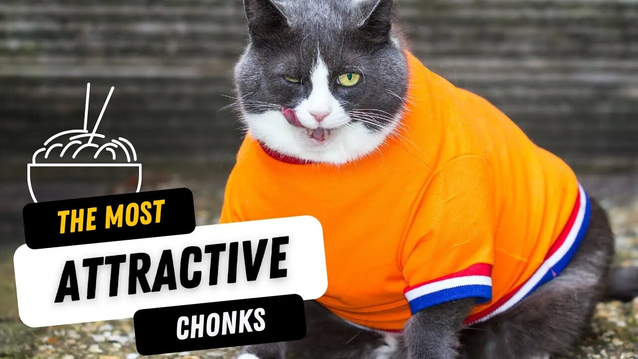 We Love [Chonks] 😸 Funny Cat Video Try Not To Laugh [Fat Kitties Rule]