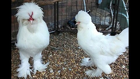 Zottor chickens in Uzbekistan