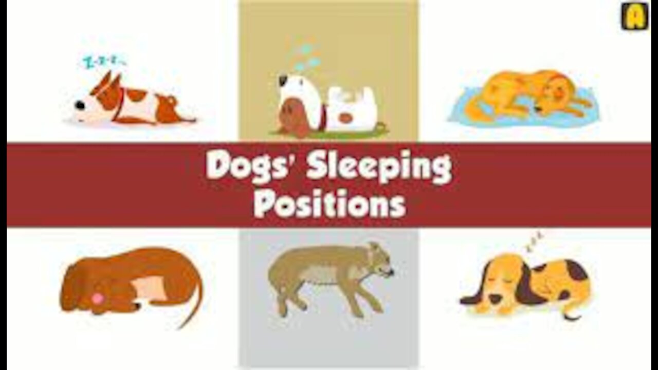 What Your Dog's Sleeping Position Reveals About Their Personality, Health and Character