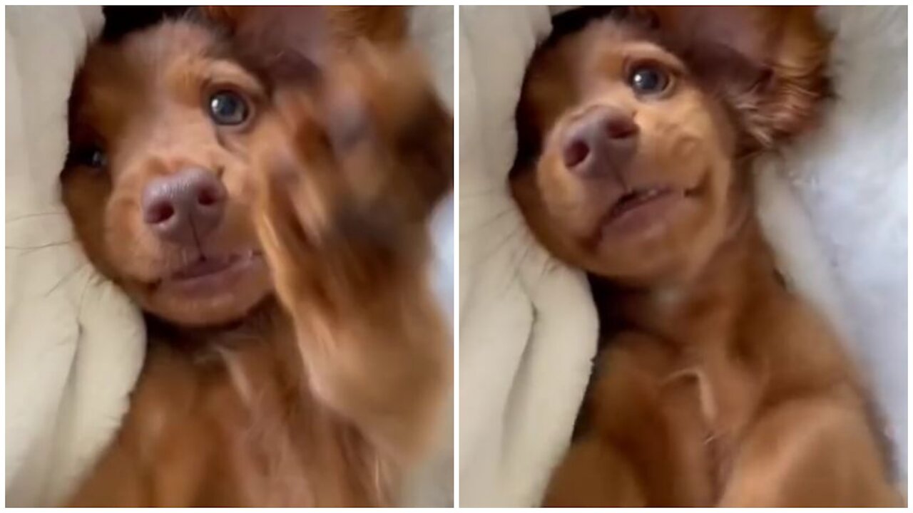 Smart funny dog in this video enjoy the dog video
