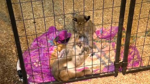 Video: Stolen Lynx kittens returned to zoo