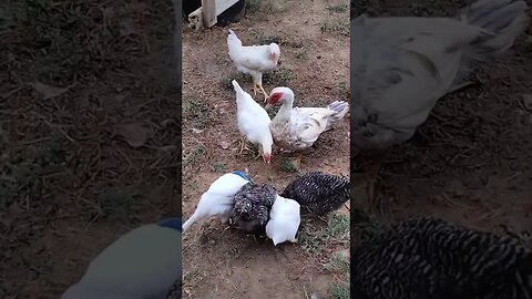 #cat and #chicken #duckling