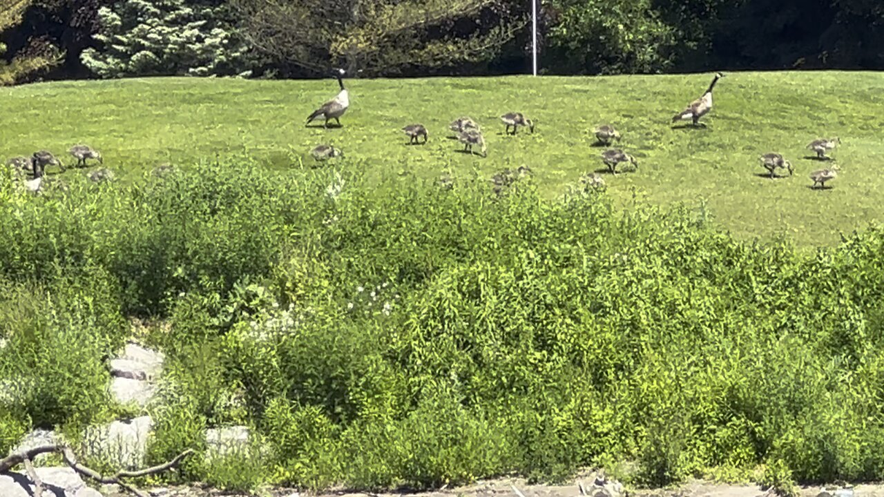 James Gardens Geese clans