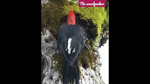 The woodpecker.