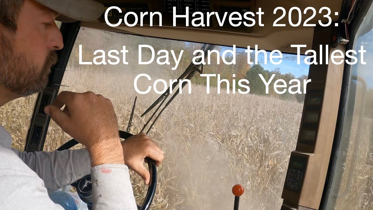 Corn Harvest 2023: Last Day and the Tallest Corn of this year