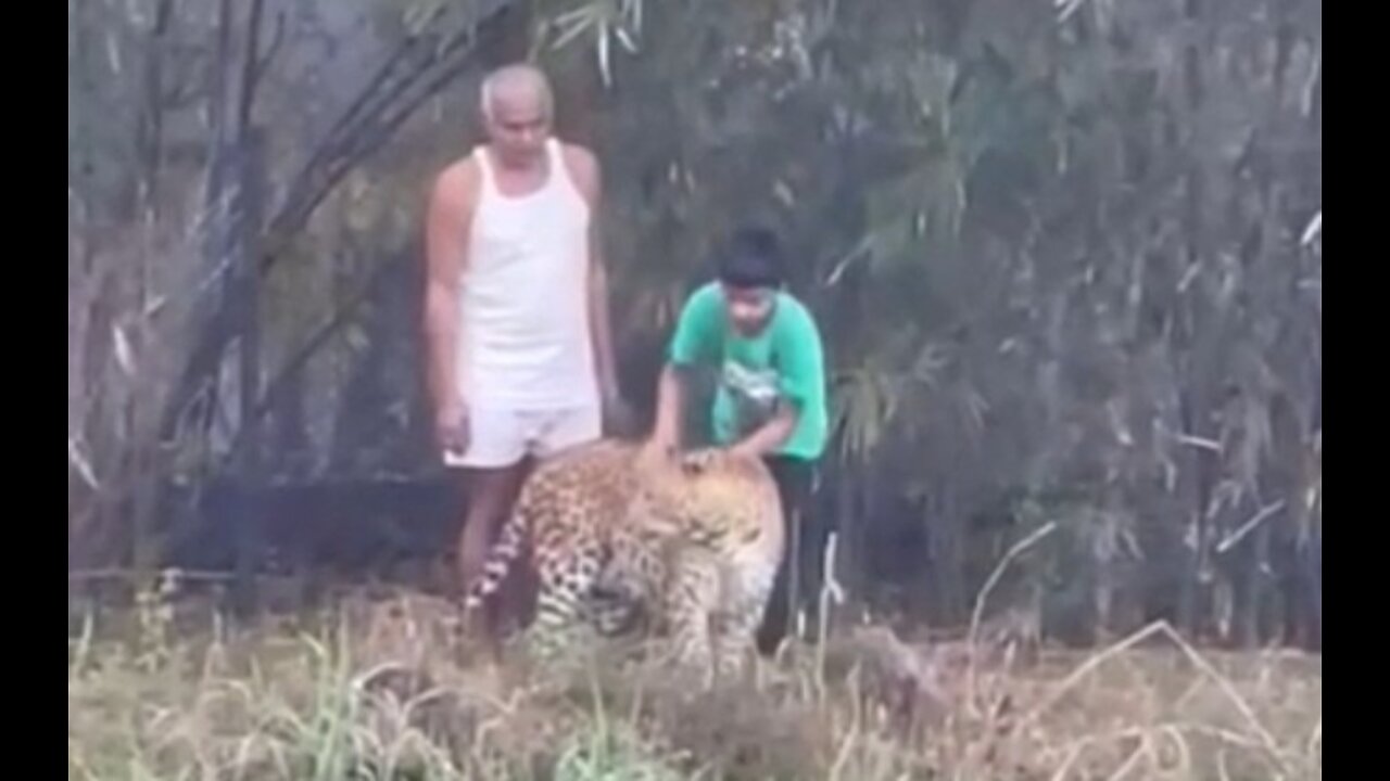 Seven of India's biggest social worker Prakash Amte and grandson Leopard were seen playing