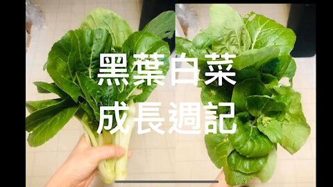 自耕農｜黑葉白菜成長週記- 種子發芽到採收全記錄 Homegrown bokchoy( from Seed Germinate to Harvest)