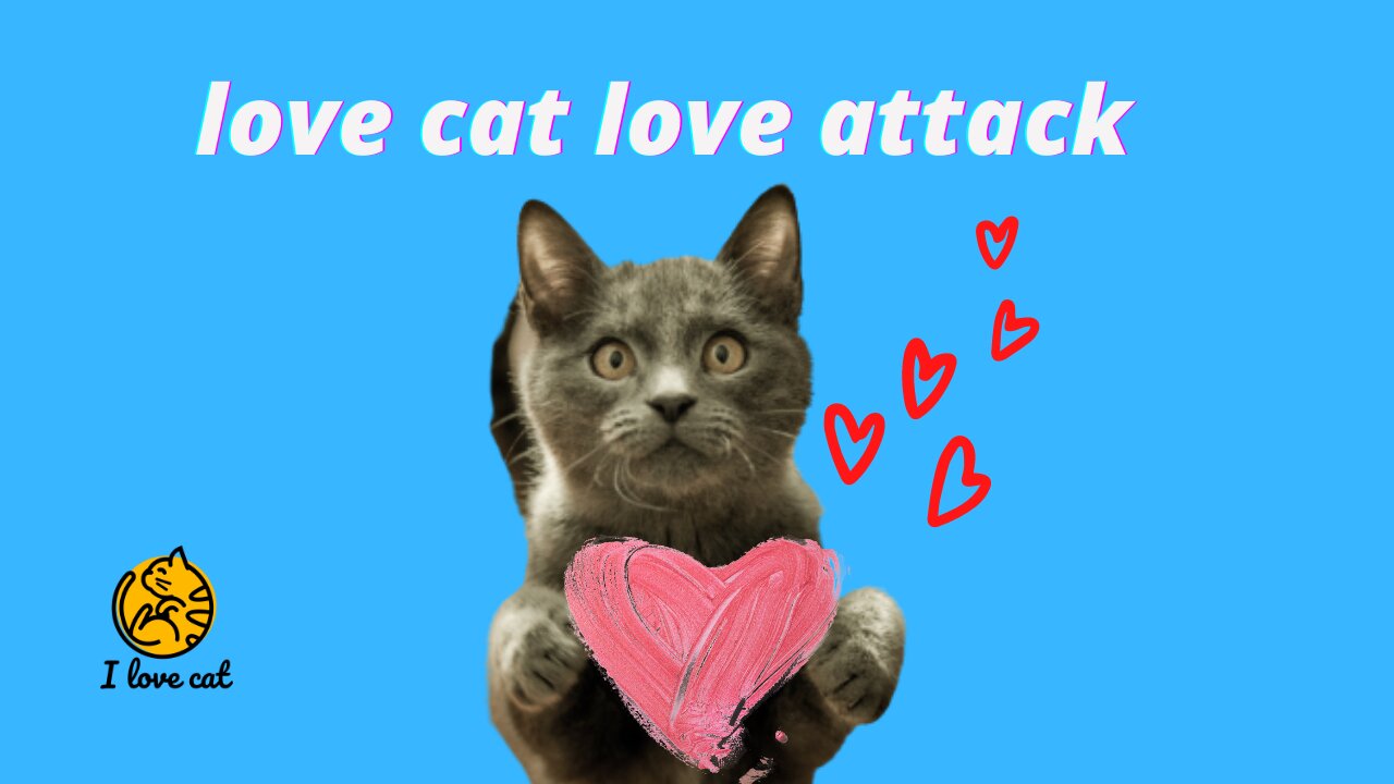 love cat love attack