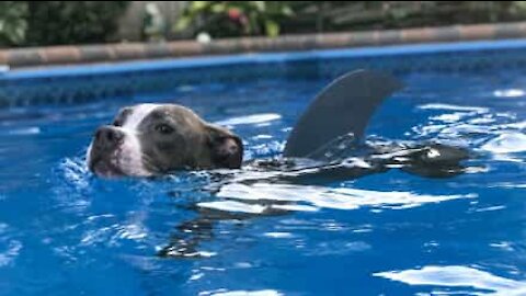 Tubacão! Uma espécie rara encontrada numa piscina nos EUA