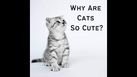 Baby Cats Video - Cute Pets And Funny Animals 2020 - Compilation #1 Pets Funny Planet HD