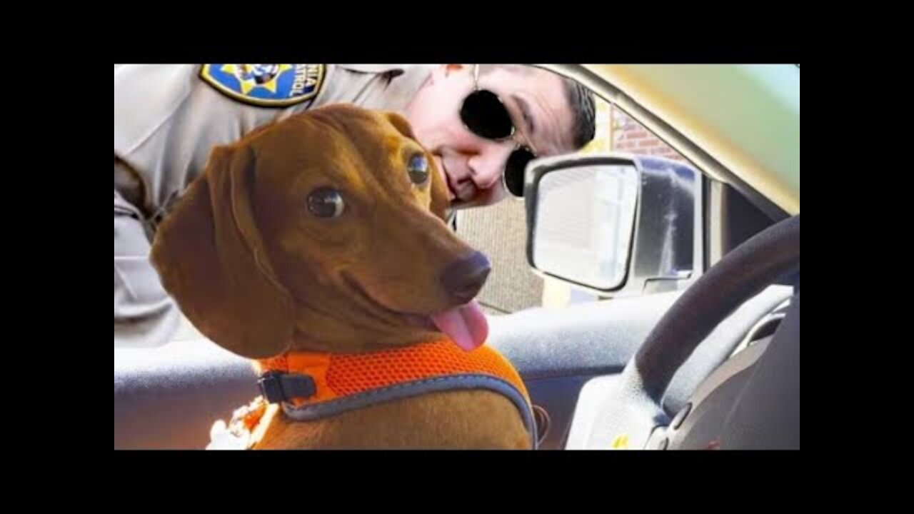 Funniest 🐶 Dogs and - Awesome Funny Pet Animals Life Videos 😇