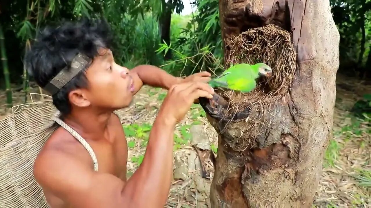 Survival In The Rainforest - BAMBOO SHOOTS - CUTE PARROT - BEES-6