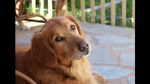 Very smart and funny dog that plays with its owner