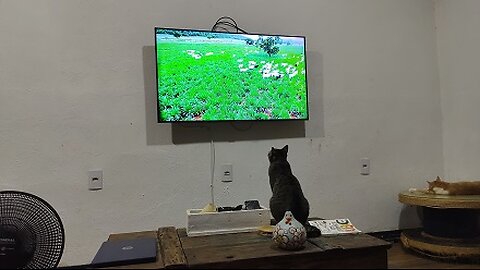 Pastel assistindo televisão Globo rural kkkkk