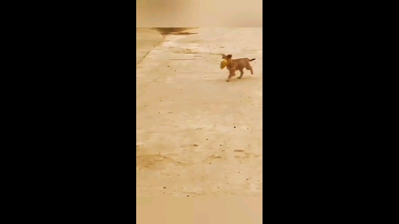 funny animal videos 😂😂