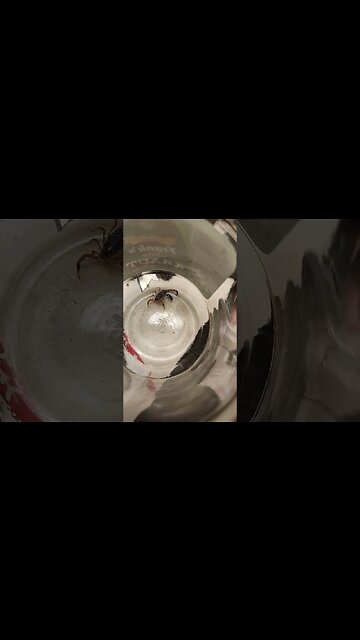 Round 2 Missouri scorpion vs Black Ant